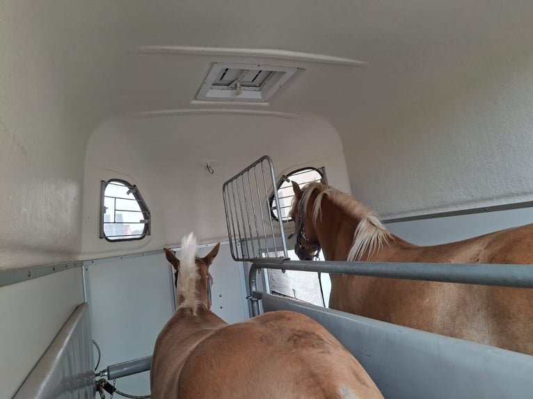 Edelbluthaflinger Hengst Veulen (04/2026) 155 cm Vos in Bad lauchstädt