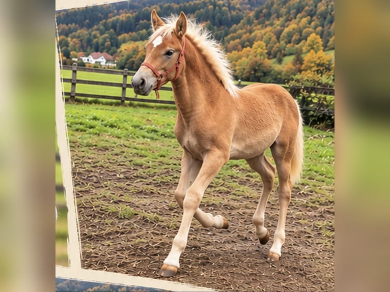 Edelbluthaflinger Hengst Veulen (04/2026)  in Oberstaufen
