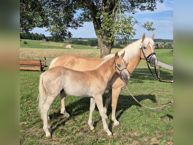 Edelbluthaflinger Hengst Veulen (05/2026)  in Huglfing