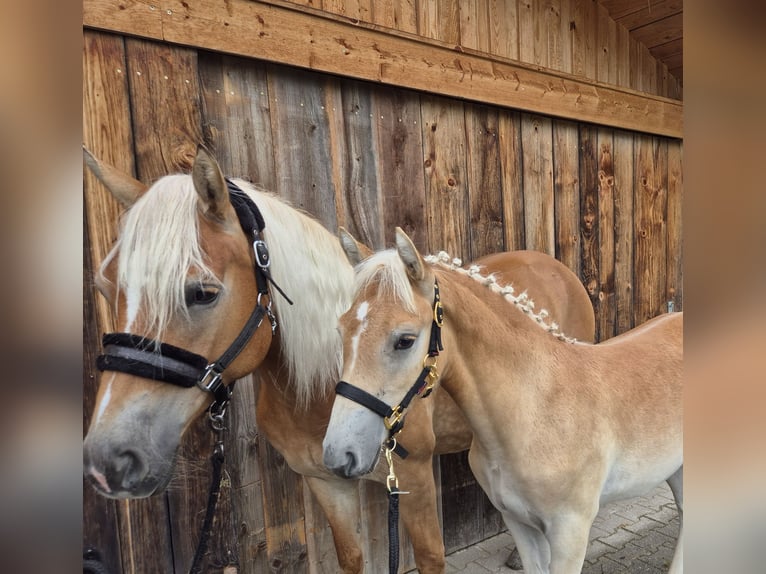 Edelbluthaflinger Hengst veulen (04/2024) in Königsdorf