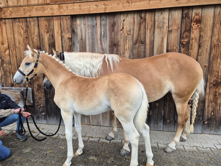 Edelbluthaflinger Hengst veulen (04/2024) in Königsdorf