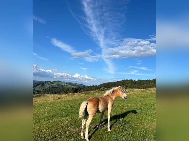 Edelbluthaflinger Hengst Veulen (04/2026)  in Rettenberg