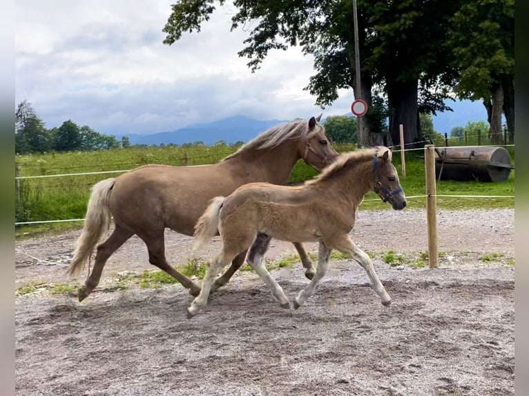 Edelbluthaflinger Hengst veulen (04/2024) Vos in Gmund am Tegernsee