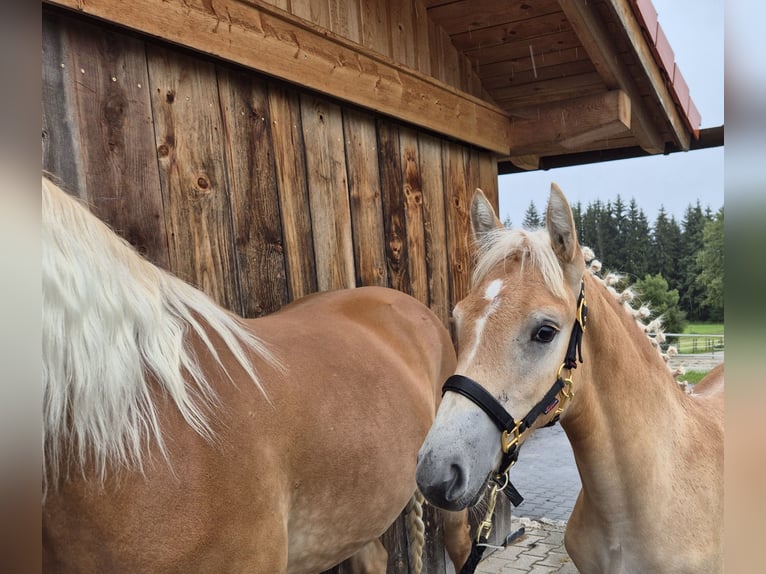 Edelbluthaflinger Hingst Föl (04/2024) in Königsdorf