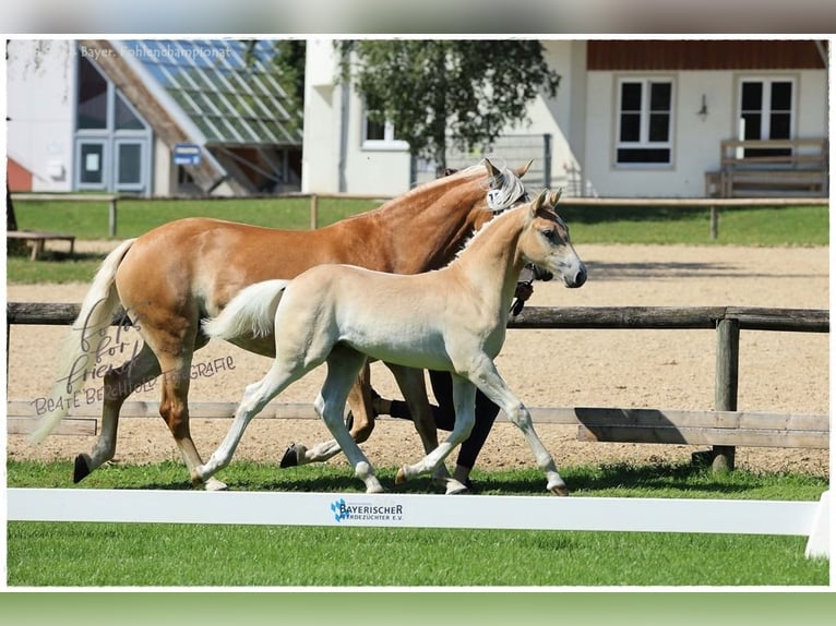 Edelbluthaflinger Hingst Föl (04/2024) in Königsdorf