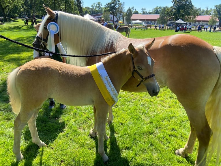 Edelbluthaflinger Hingst Föl (04/2024) fux in Miesbach