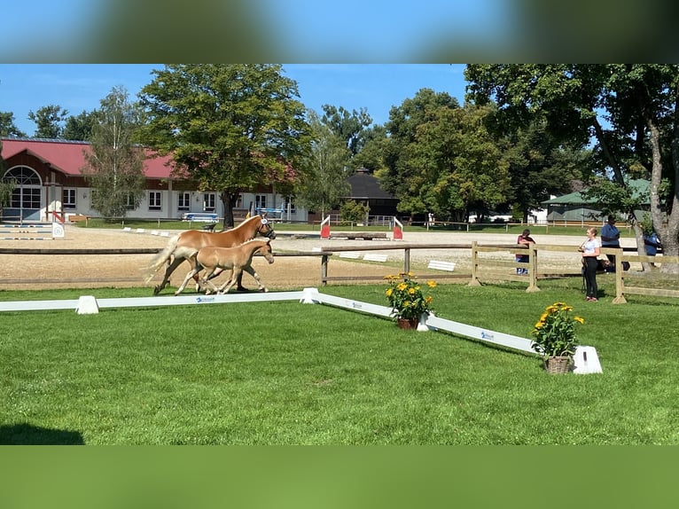 Edelbluthaflinger Hingst Föl (04/2024) fux in Miesbach