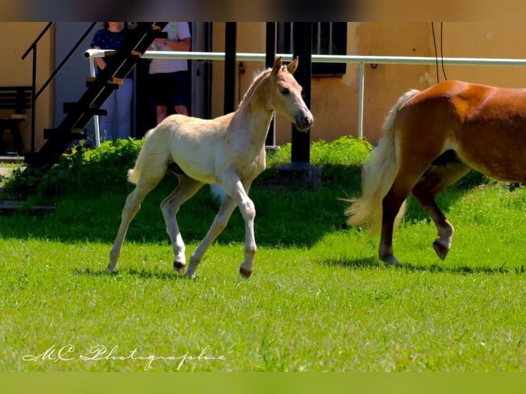 Edelbluthaflinger Hingst Föl (04/2024) fux in Plessa