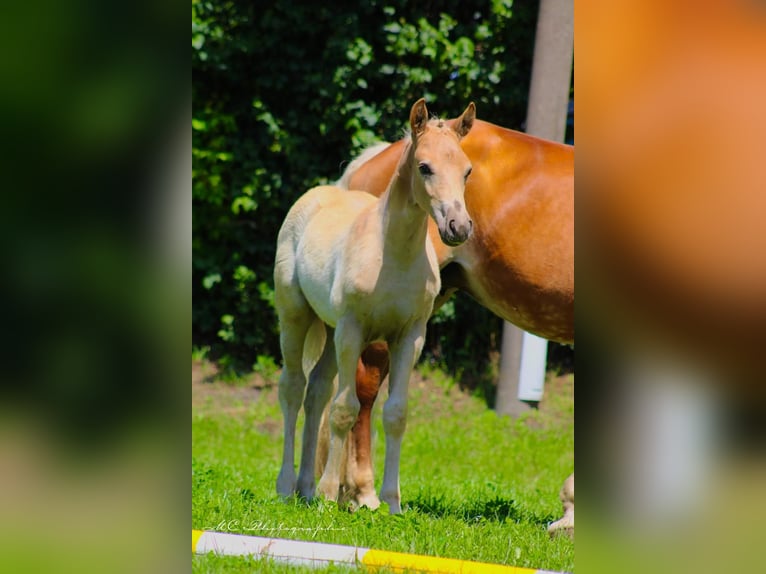 Edelbluthaflinger Hingst Föl (04/2024) fux in Plessa