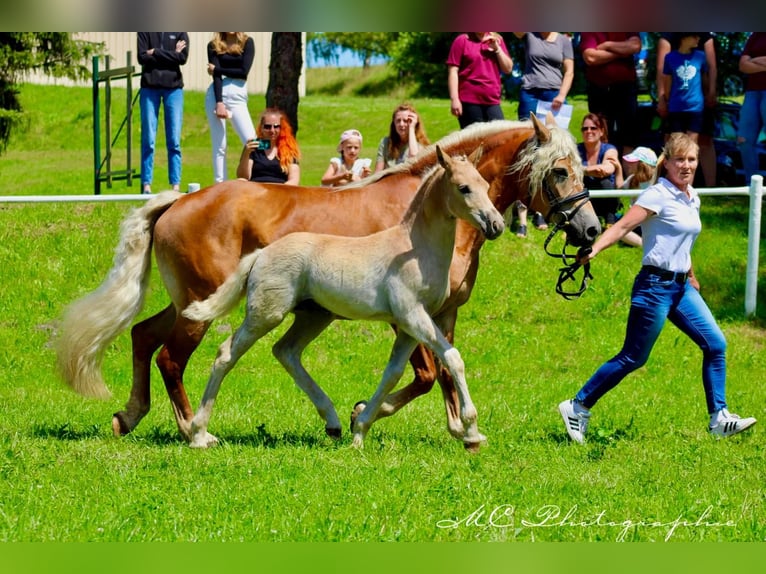 Edelbluthaflinger Hingst Föl (04/2024) fux in Plessa