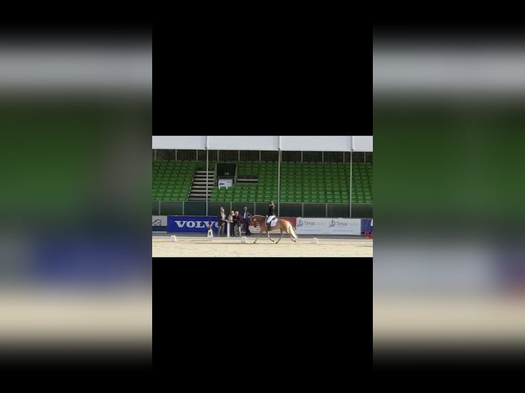 Edelbluthaflinger Hongre 10 Ans 154 cm Alezan in Roßhaupten