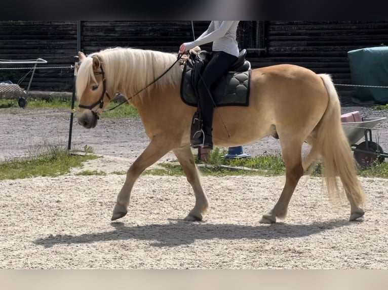 Edelbluthaflinger Hongre 11 Ans 151 cm Alezan in Langenorla