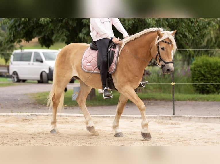 Edelbluthaflinger Hongre 11 Ans 151 cm Alezan in Langenorla