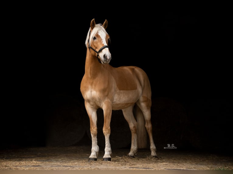 Edelbluthaflinger Hongre 11 Ans 152 cm Palomino in Berlin