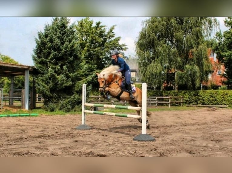 Edelbluthaflinger Hongre 12 Ans 156 cm Alezan in Warendorf