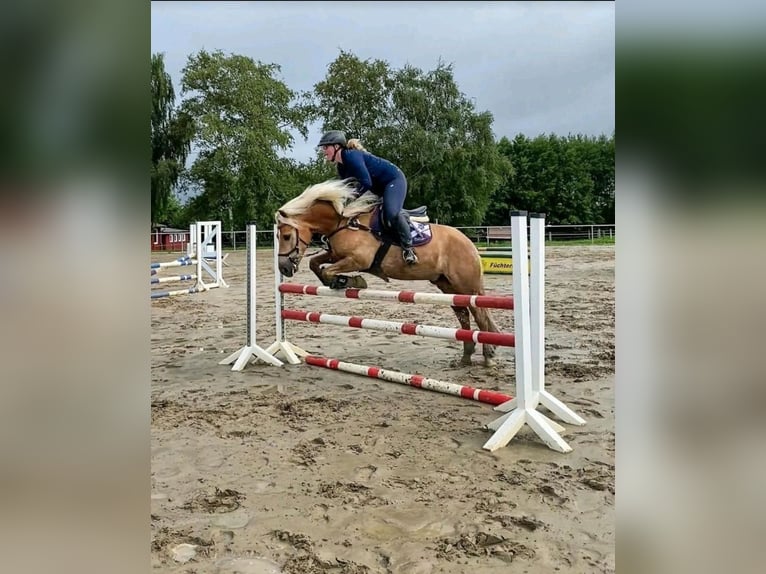 Edelbluthaflinger Hongre 12 Ans 156 cm Alezan in Warendorf