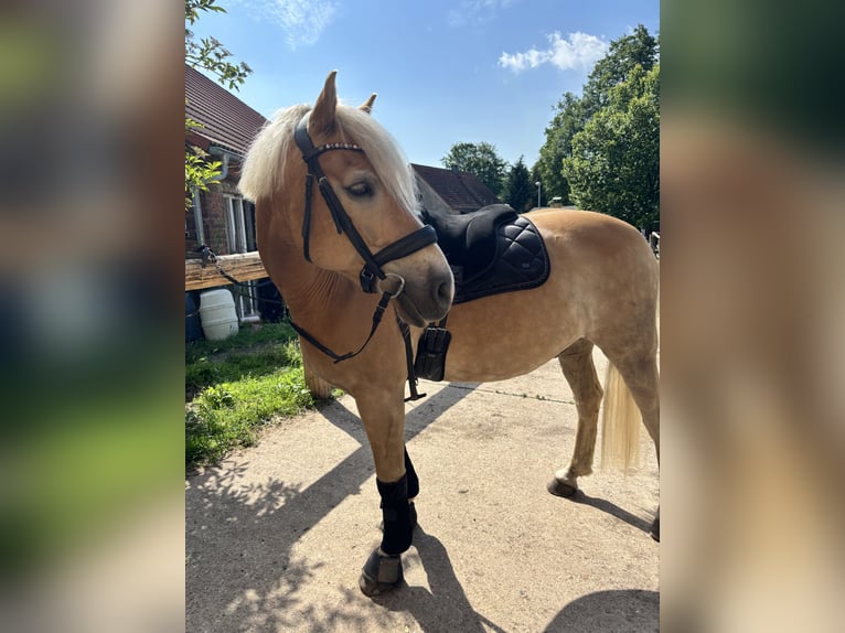 Edelbluthaflinger Hongre 15 Ans 155 cm Alezan in Lutherstadt Wittenberg