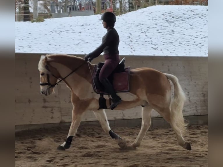 Edelbluthaflinger Hongre 15 Ans 155 cm Alezan in Lutherstadt Wittenberg