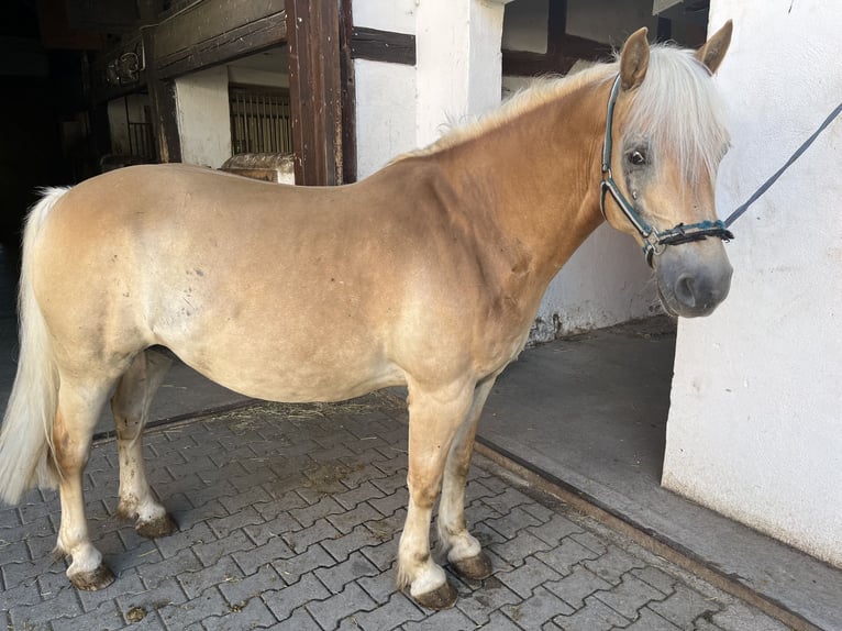 Edelbluthaflinger Hongre 16 Ans 145 cm Alezan in Crimmitschau