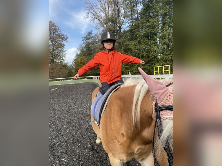 Edelbluthaflinger Hongre 16 Ans 147 cm Alezan in Crimmitschau