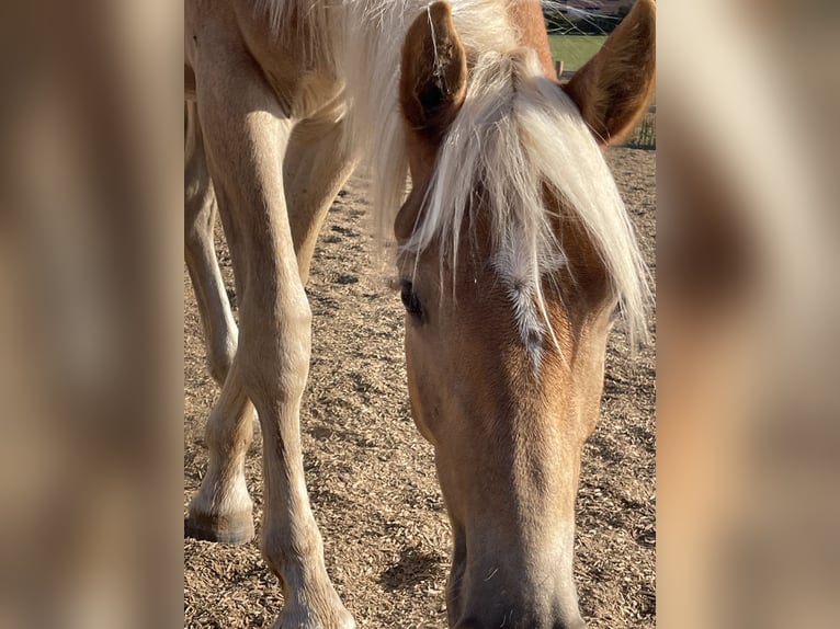Edelbluthaflinger Hongre 1 Année 144 cm Alezan in EngelsbrandEngelsbrand