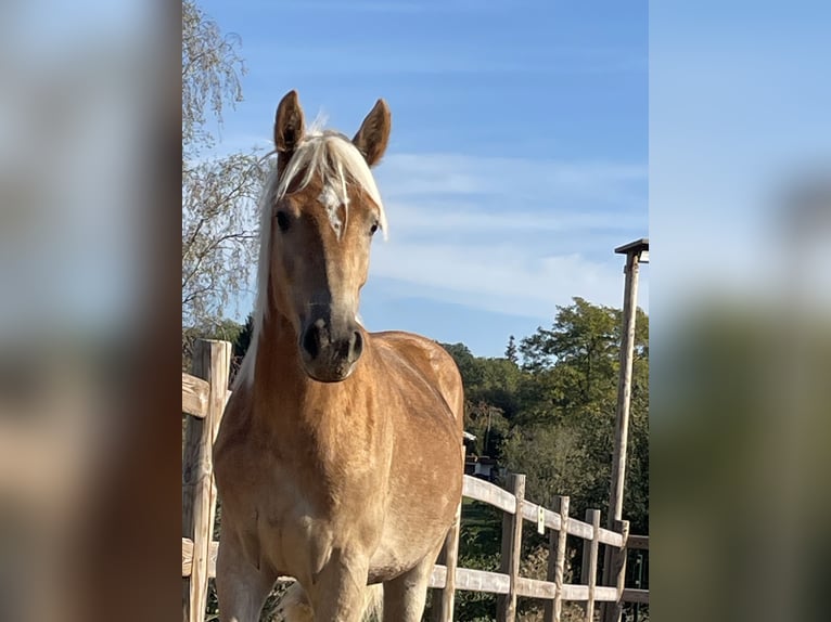 Edelbluthaflinger Hongre 1 Année 144 cm Alezan in EngelsbrandEngelsbrand