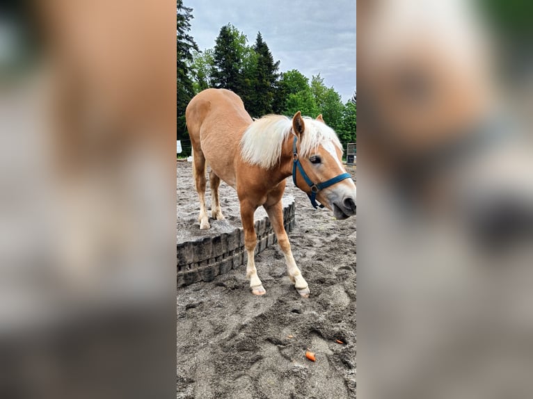 Edelbluthaflinger Hongre 1 Année Alezan in Hohenems