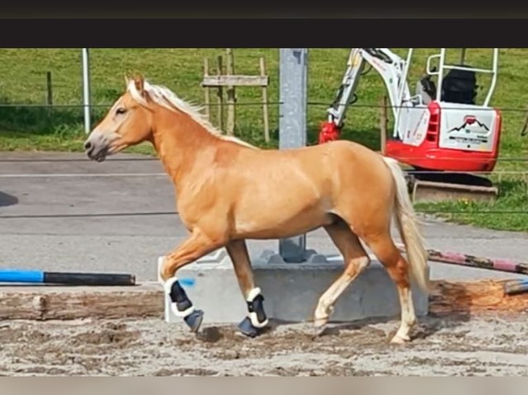 Edelbluthaflinger Hongre 1 Année Alezan in Hohenems