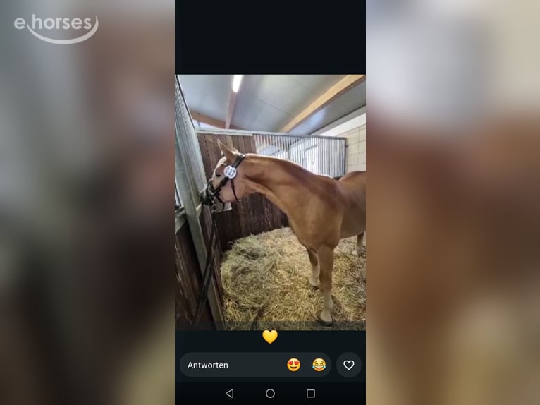 Edelbluthaflinger Hongre 2 Ans 146 cm Alezan in Erxleben