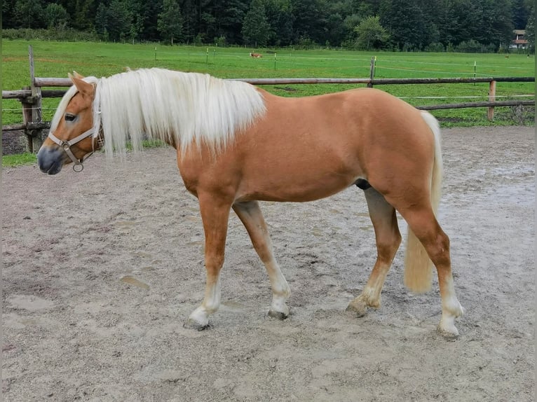 Edelbluthaflinger Hongre 2 Ans 148 cm Alezan in Bayrischzell