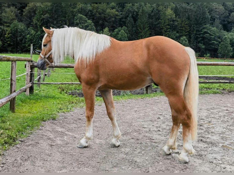 Edelbluthaflinger Hongre 2 Ans 148 cm Alezan in Bayrischzell