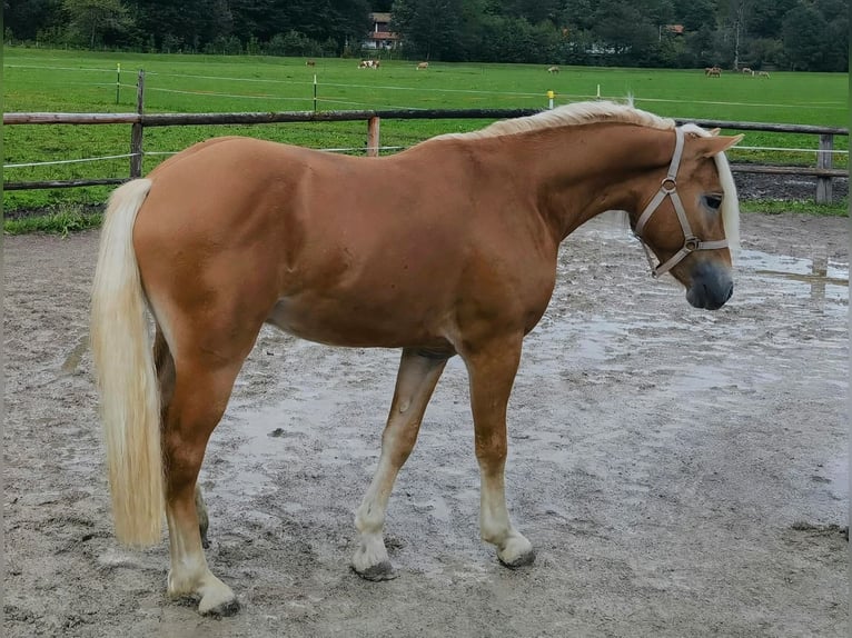 Edelbluthaflinger Hongre 2 Ans 148 cm Alezan in Bayrischzell