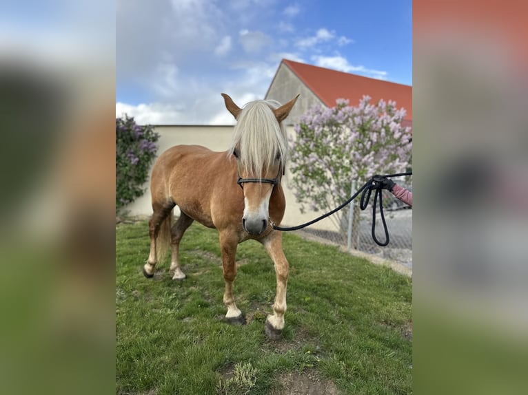 Edelbluthaflinger Hongre 2 Ans 148 cm Alezan in Erdweg