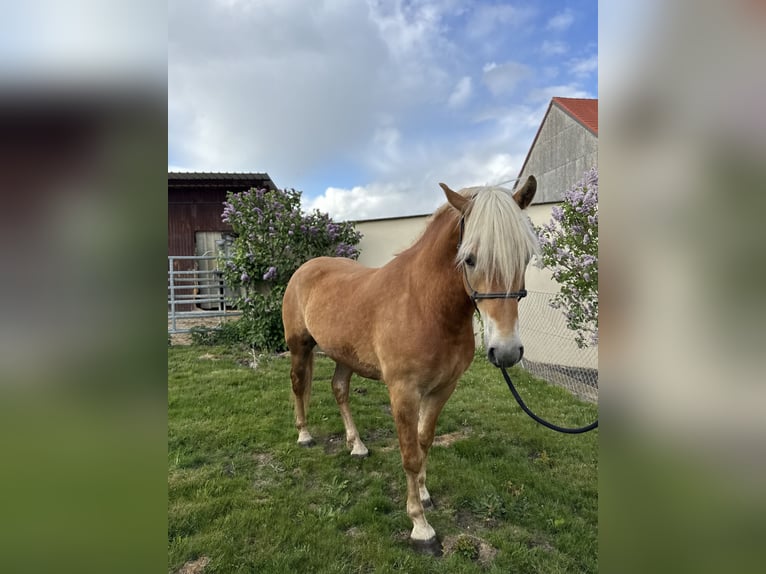 Edelbluthaflinger Hongre 2 Ans 148 cm Alezan in Erdweg