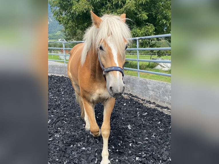 Edelbluthaflinger Hongre 2 Ans 154 cm Alezan in Thusis