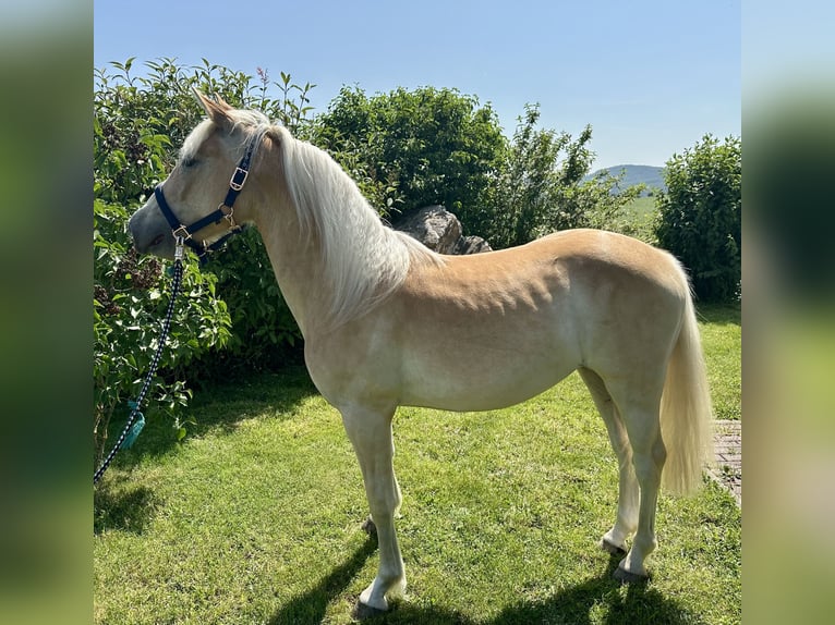 Edelbluthaflinger Hongre 2 Ans in Eppstein