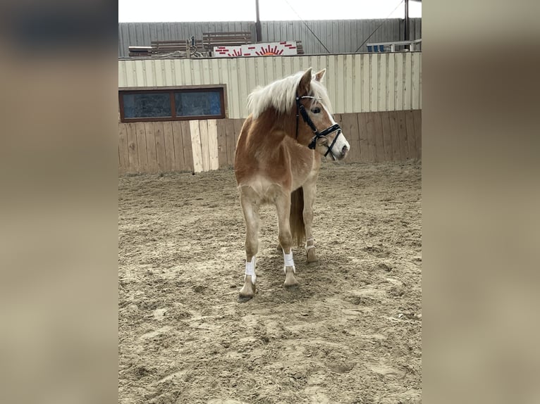 Edelbluthaflinger Hongre 3 Ans 140 cm  in Hannover