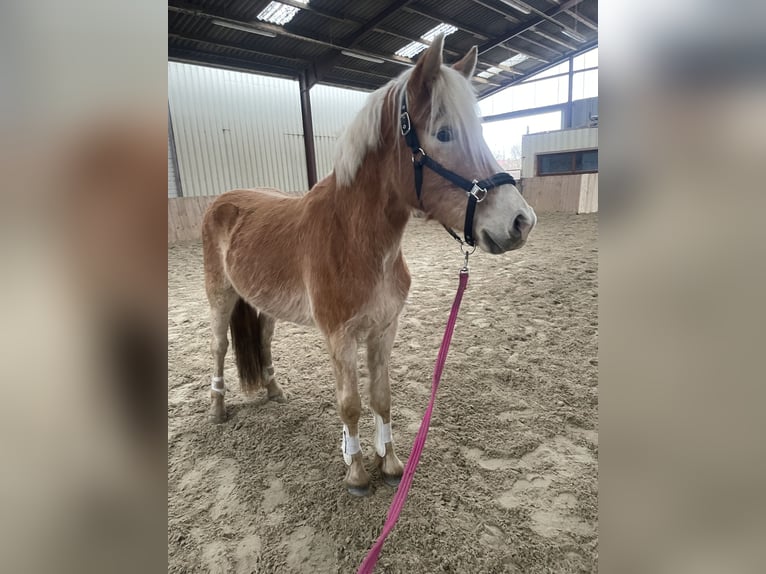 Edelbluthaflinger Hongre 3 Ans 140 cm  in Hannover