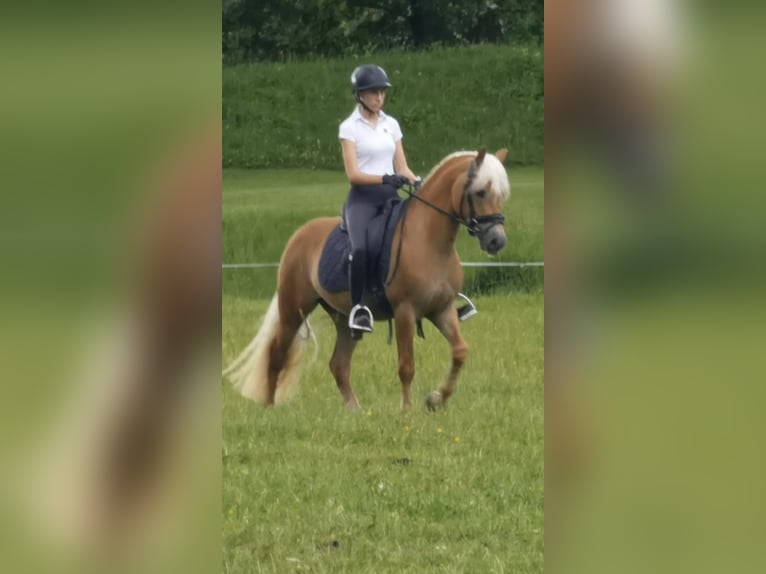 Edelbluthaflinger Hongre 3 Ans 146 cm Alezan in Bayrischzell