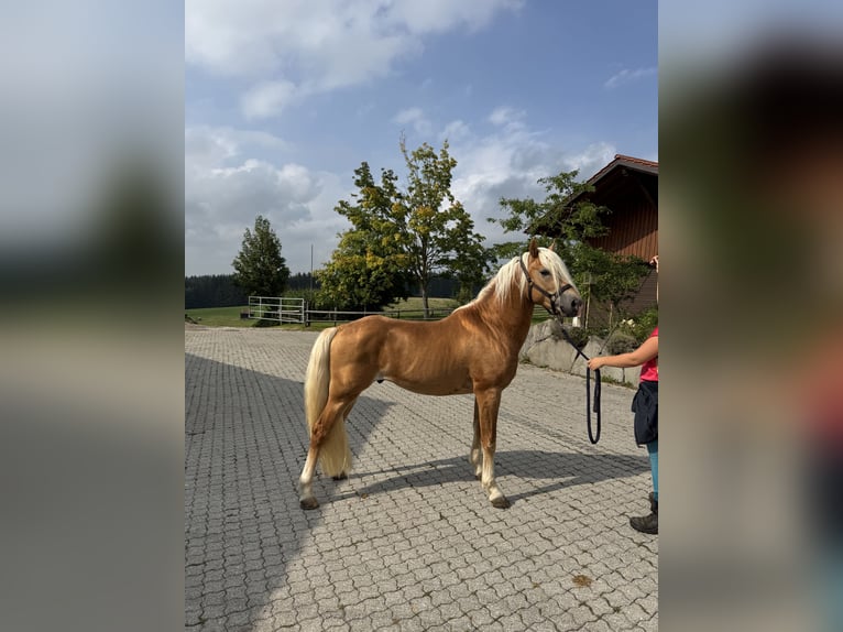 Edelbluthaflinger Hongre 3 Ans 147 cm Alezan in Erdweg