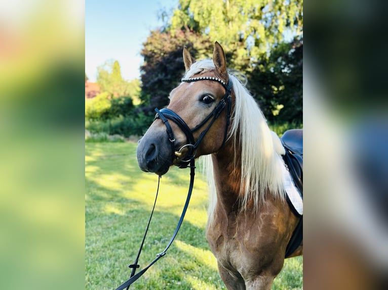 Edelbluthaflinger Hongre 3 Ans 148 cm Alezan in Melle