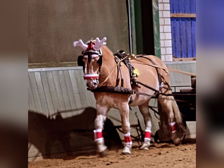 Edelbluthaflinger Hongre 3 Ans 149 cm Alezan in Kamen