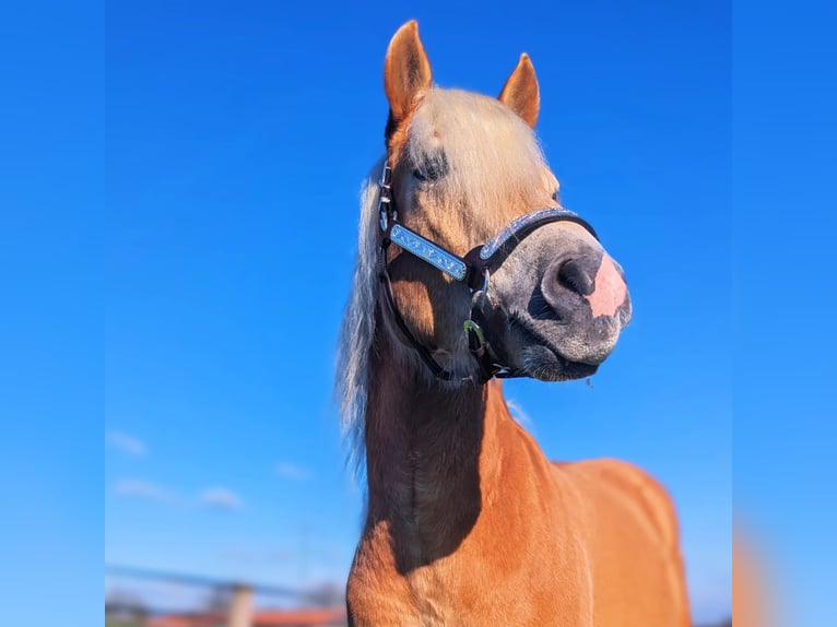 Edelbluthaflinger Hongre 3 Ans 149 cm Alezan in Kamen