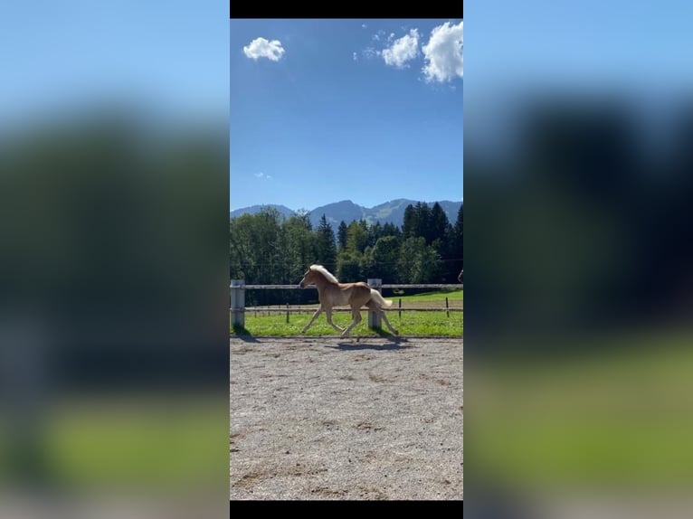 Edelbluthaflinger Hongre 3 Ans 150 cm Alezan in Fischen