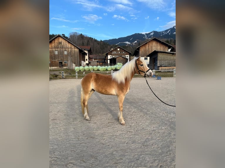 Edelbluthaflinger Hongre 3 Ans 150 cm Alezan in Fischen