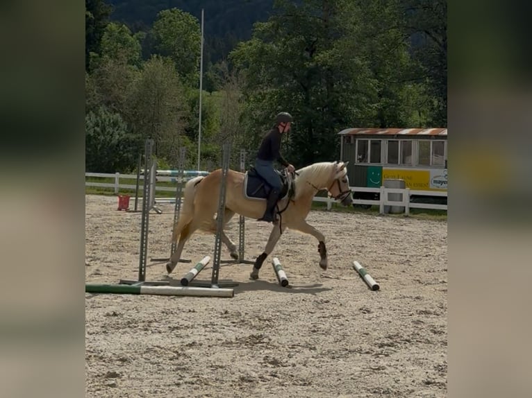 Edelbluthaflinger Hongre 3 Ans 154 cm  in Isny im Allgäu