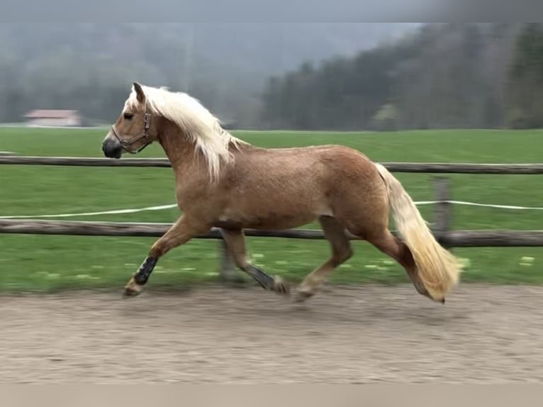 Edelbluthaflinger Hongre 4 Ans 142 cm Alezan in Bayrischzell