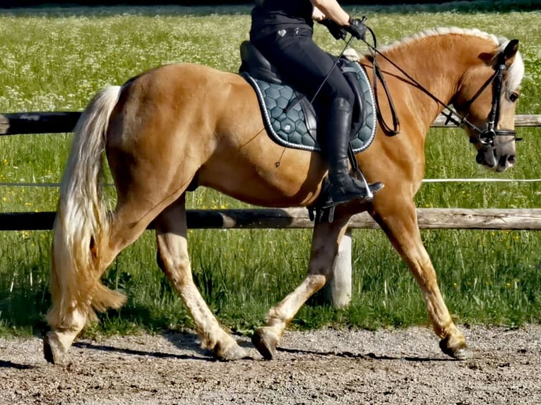 Edelbluthaflinger Hongre 4 Ans 150 cm Alezan in Bayrischzell