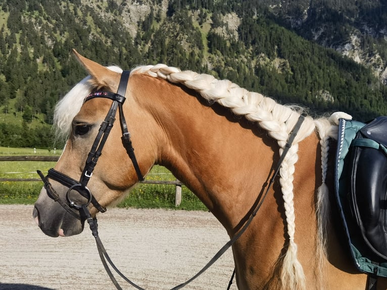Edelbluthaflinger Hongre 4 Ans 150 cm Alezan in Bayrischzell