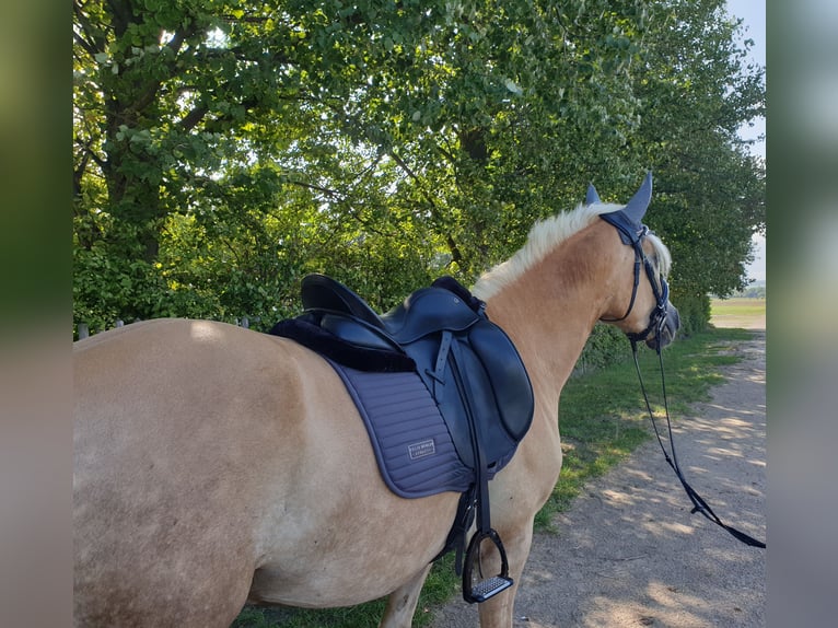 Edelbluthaflinger Hongre 5 Ans 149 cm Alezan in Mittweida